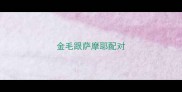 金毛跟萨摩耶配对