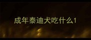成年泰迪犬吃什么