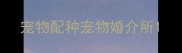 宠物配种宠物婚介所