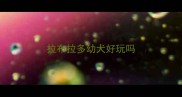 拉布拉多幼犬好玩吗