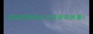 成年边牧母犬正常身高体重