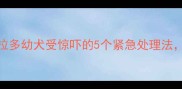 新手必看拉布拉多幼犬受惊吓的5个紧急处理法附安抚训练全攻略