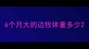 6个月大的边牧体重多少
