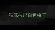猫咪拉出白色虫子