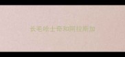 长毛哈士奇和阿拉斯加