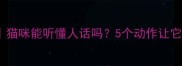 超全干货猫咪能听懂人话吗5个动作让它秒回你