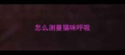 怎么测量猫咪呼吸
