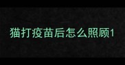 猫打疫苗后怎么照顾