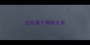 边牧属于哪种犬类