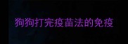 狗狗打完疫苗法的免疫