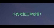 小狗粑粑正常感冒