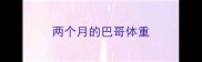 两个月的巴哥体重
