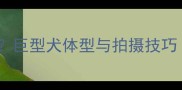 哈士奇能长多大巨型犬体型与拍摄技巧附高清养护指南