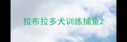 拉布拉多犬训练捕鱼