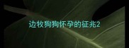 边牧狗狗怀孕的征兆