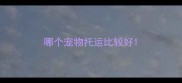 哪个宠物托运比较好
