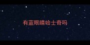 有蓝眼睛哈士奇吗