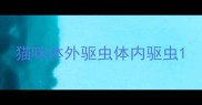 猫咪体外驱虫体内驱虫