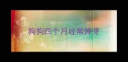 狗狗四个月经常掉牙