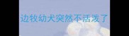 边牧幼犬突然不活泼了