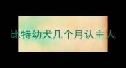 比特幼犬几个月认主人