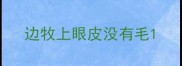 边牧上眼皮没有毛