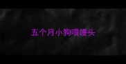 五个月小狗喂馒头