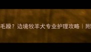 边牧毛发干枯毛躁边境牧羊犬专业护理攻略附养毛避坑指南