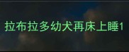 拉布拉多幼犬再床上睡