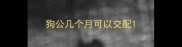 狗公几个月可以交配