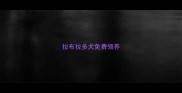 拉布拉多犬免费领养
