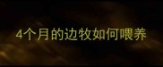 4个月的边牧如何喂养