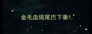 金毛血统尾巴下垂