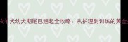 边境牧羊犬幼犬期尾巴翘起全攻略从护理到训练的黄金指南