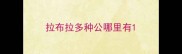 拉布拉多种公哪里有