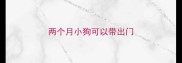 两个月小狗可以带出门