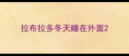 拉布拉多冬天睡在外面
