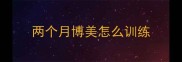 两个月博美怎么训练