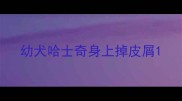 幼犬哈士奇身上掉皮屑