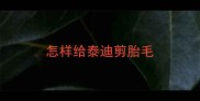 怎样给泰迪剪胎毛