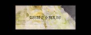如何矫正小狗乱叫