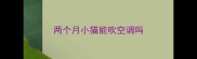 两个月小猫能吹空调吗
