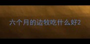 六个月的边牧吃什么好