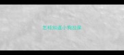 怎样知道小狗拉屎