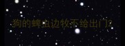 狗的蜱虫边牧不给出门