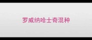 罗威纳哈士奇混种