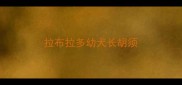 拉布拉多幼犬长胡须
