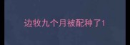 边牧九个月被配种了