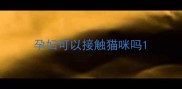 孕妇可以接触猫咪吗