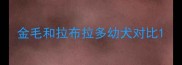 金毛和拉布拉多幼犬对比